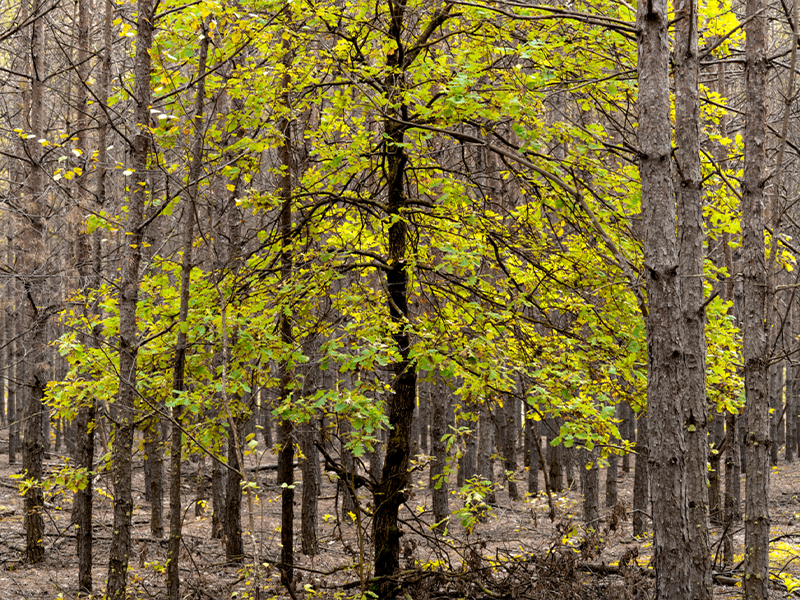 Auf der Suche nach dem „Zukunftsbaum“