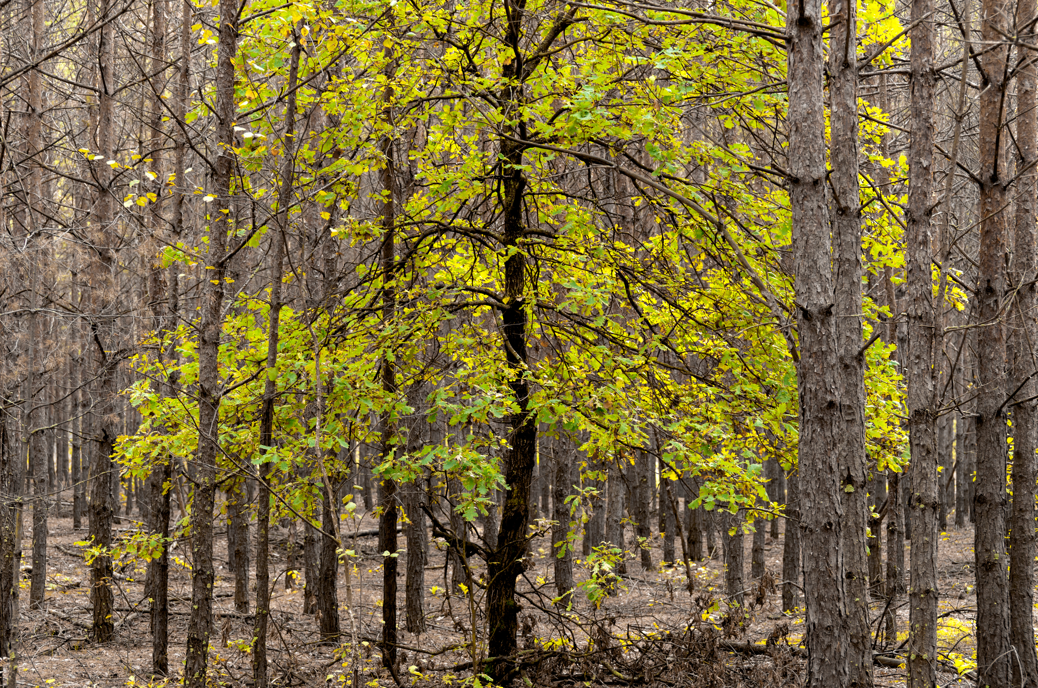 Auf der Suche nach dem „Zukunftsbaum“