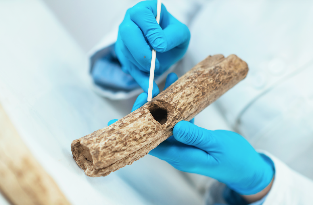 Xylologie – Braucht es für Holz wirklich eine eigene Wissenschaft?