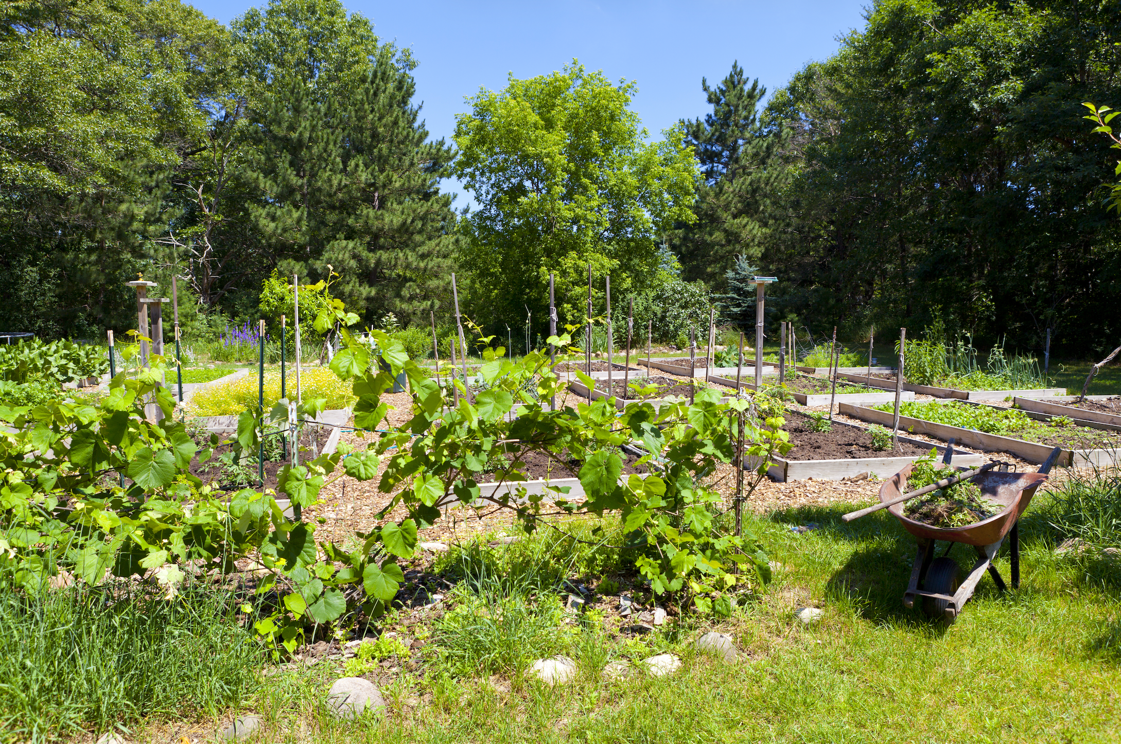 Food Forests – Social Media Hype oder echter Zukunftstrend?