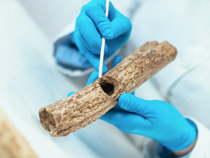 Xylologie – Braucht es für Holz wirklich eine eigene Wissenschaft?