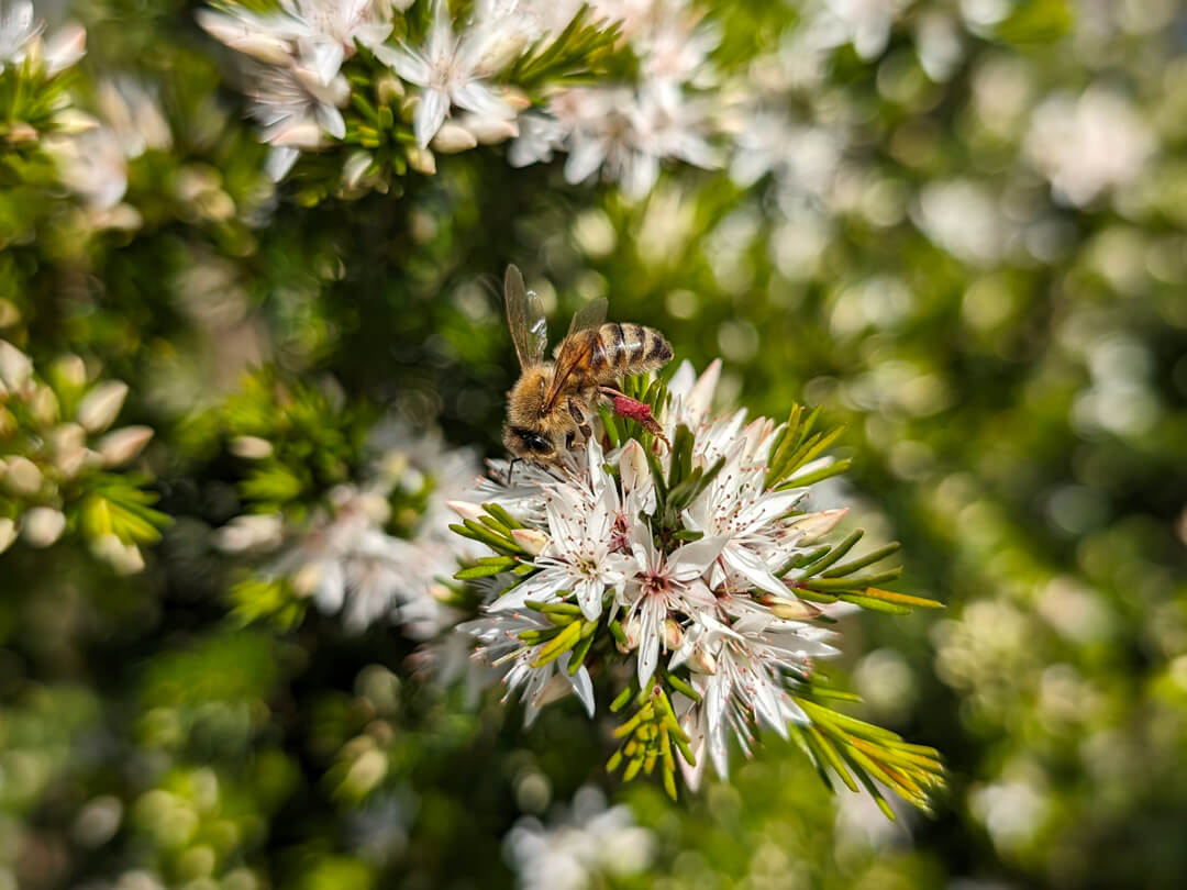 Der Wald als Apotheke: Wie Bäume zu Medikamentenlieferanten werden