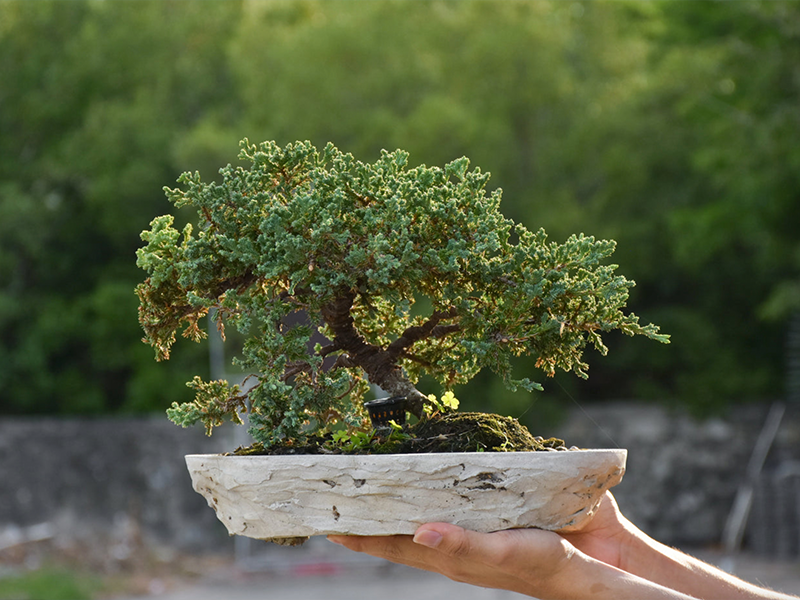 Mit dem Miniatur-Wald zu mehr Ruhe und Gelassenheit