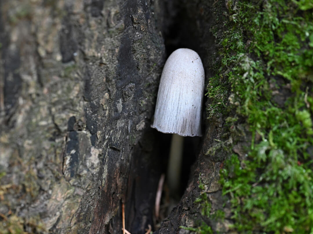Der Wald als Schalldämpfer: Wie Bäume Lärm reduzieren und Gesundheit schützen