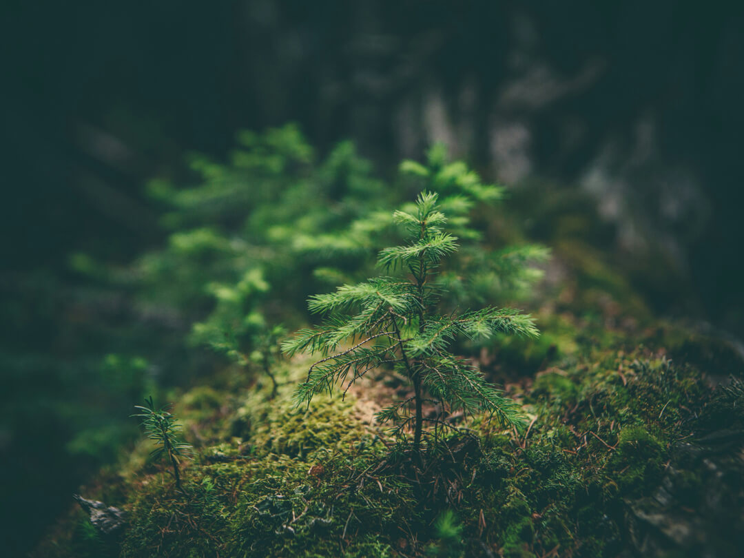 Der Wald als Medizin: Wie Bäume unsere Gesundheit stärken