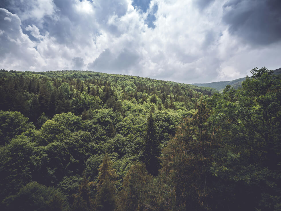 Wälder als Schutzschild: Wie Biodiversität Pandemien vorbeugen kann