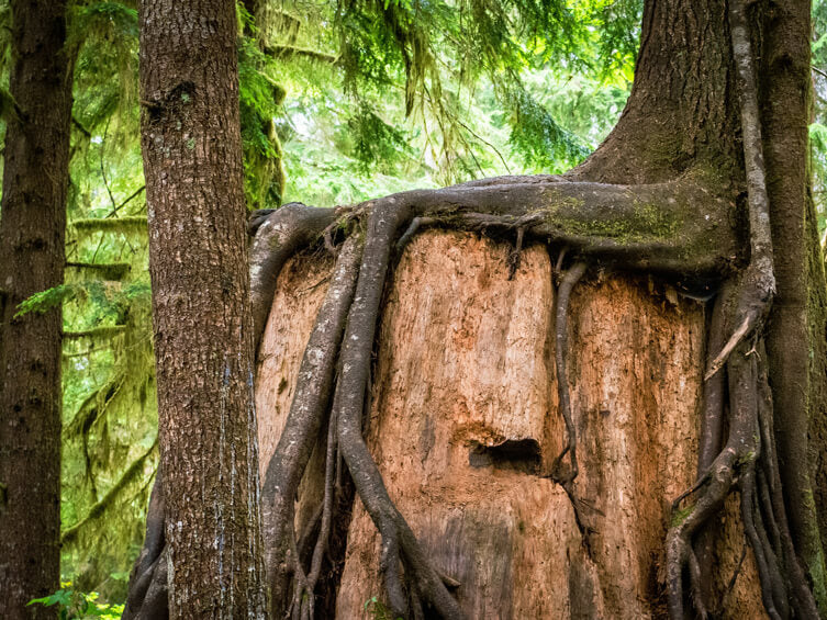 Longevity: Können Bäume ewig leben?
