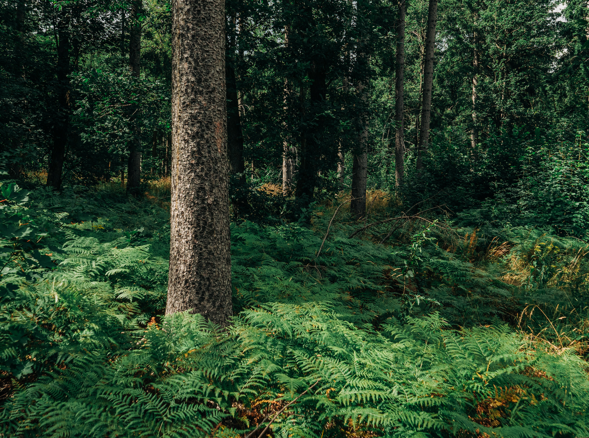 Das perfekte Alter für Holz als Rohmaterial