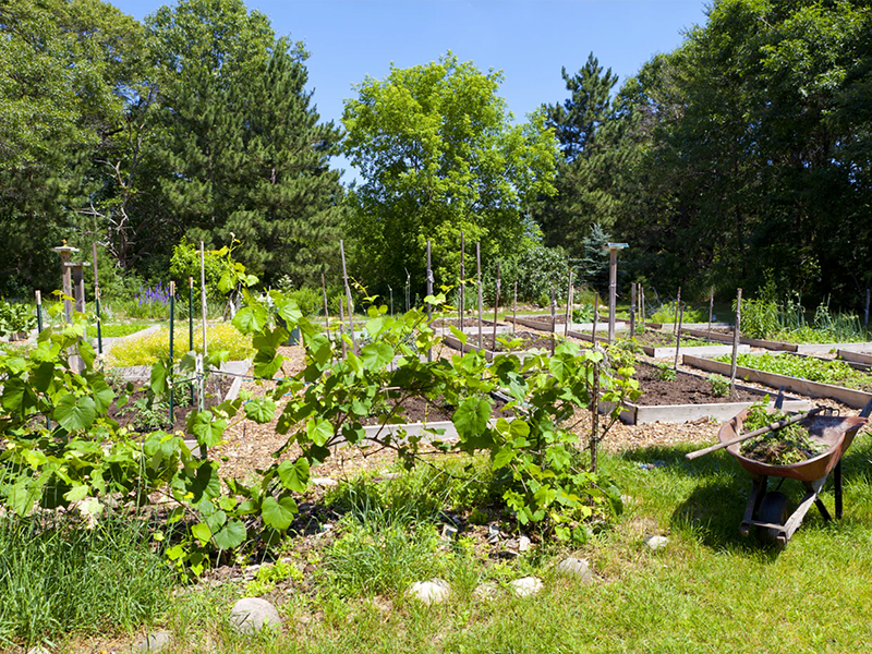 Food Forests – Social Media Hype oder echter Zukunftstrend?