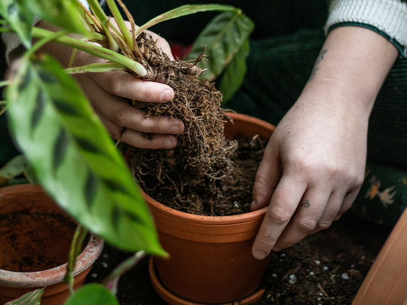 Mit Gartenarbeit die Psyche stärken? Das geht!