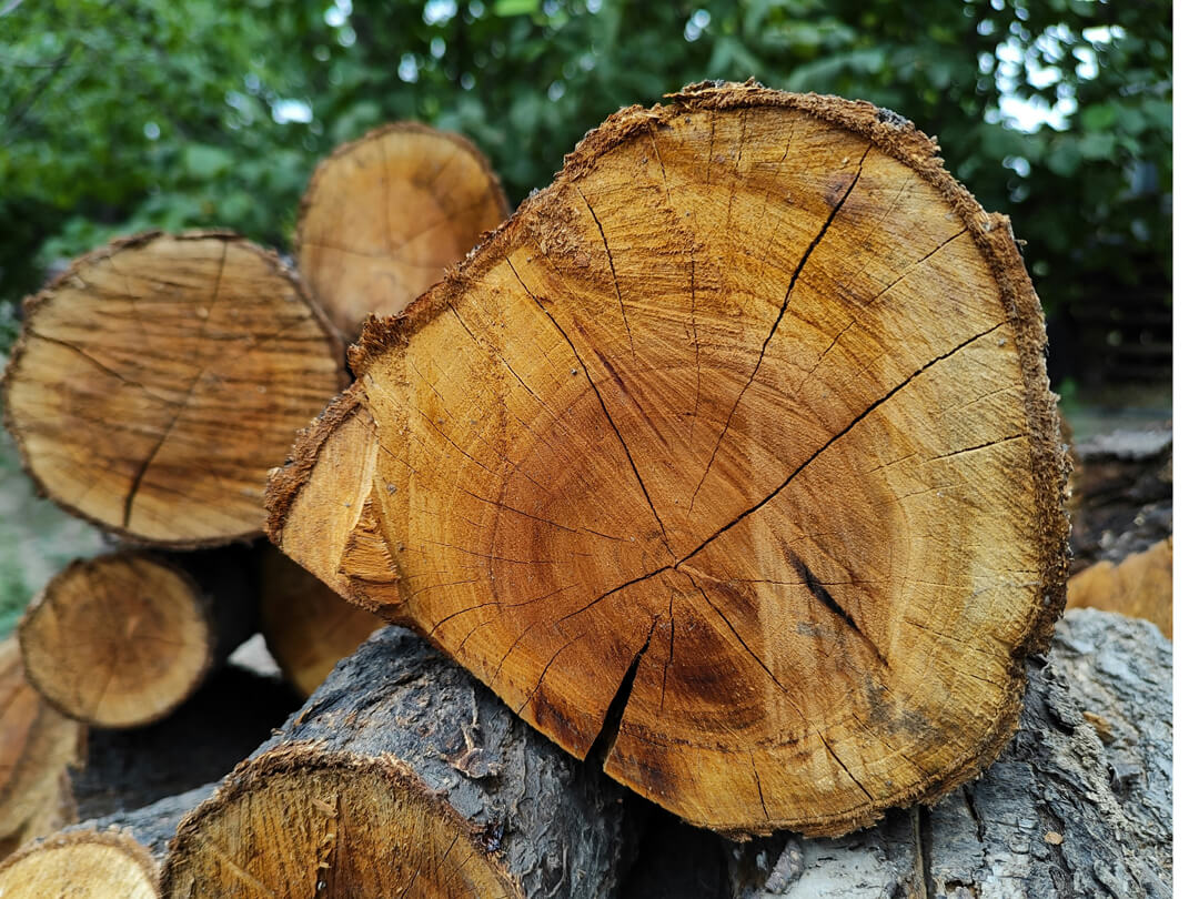 Holz erklärt: Zusammensetzung, Eigenschaften & warum es so einzigartig ist